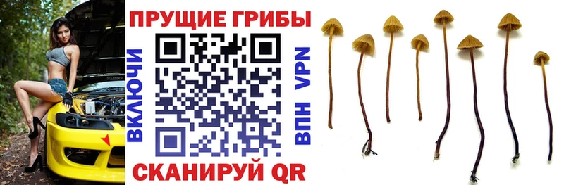 Псилоцибиновые грибы Cubensis  сколько стоит  Сольцы 